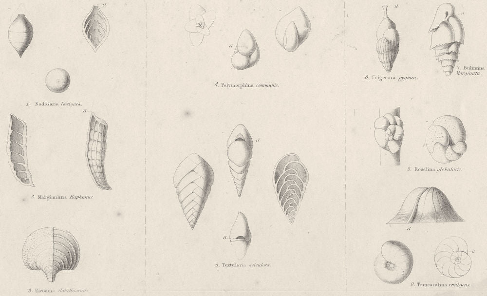 AMOEBOIDS. Rhizopoda; Nodosaria laevigata; Marginulina Raphanus; Pavonina 1860